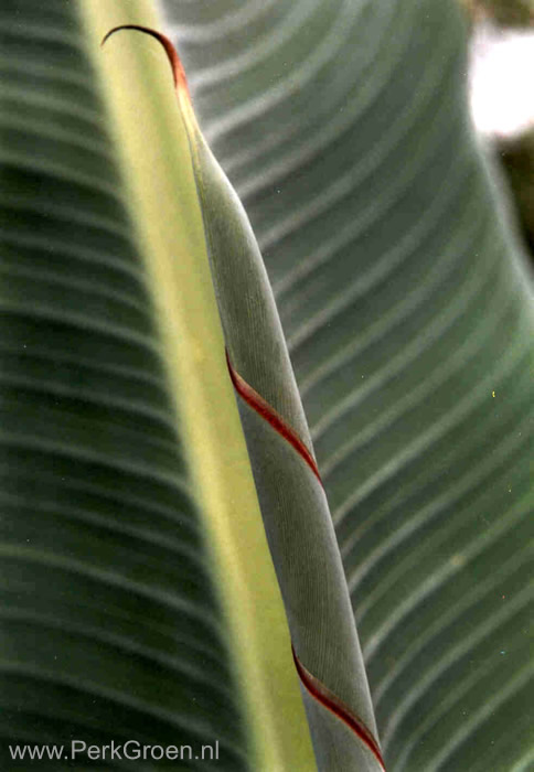 MUSELLA blad gr