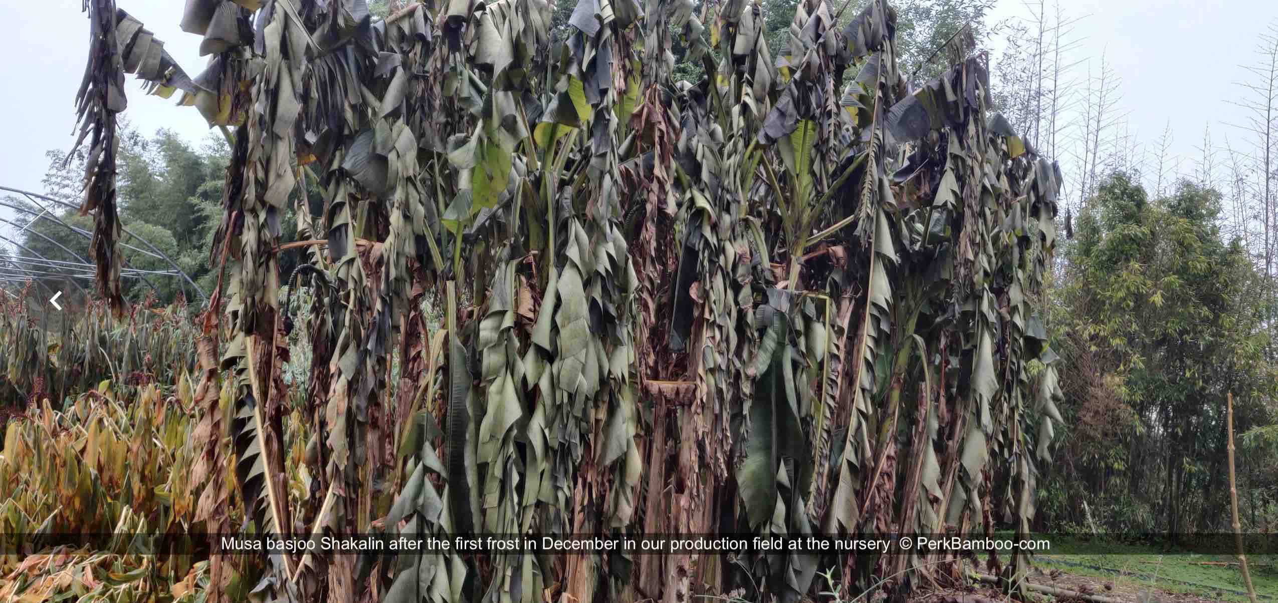 Musa basjoo Shakalin in december after first frost PerkBamboo com