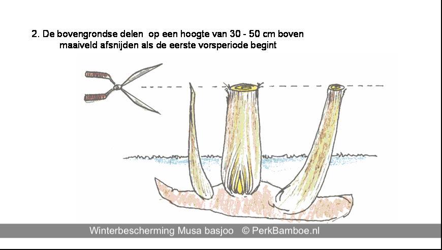 Musa basjoo winterbescherming inpakken winter vorstbescherming 2 PerkBamboe nl