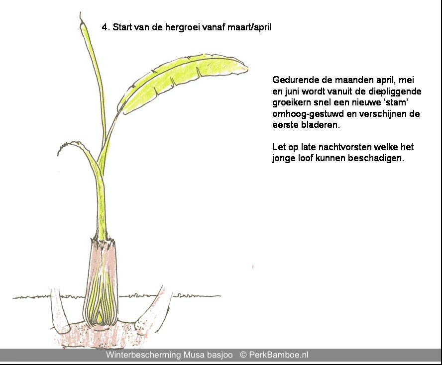 Musa basjoo winterbescherming inpakken winter vorstbescherming 3 PerkBamboe nl