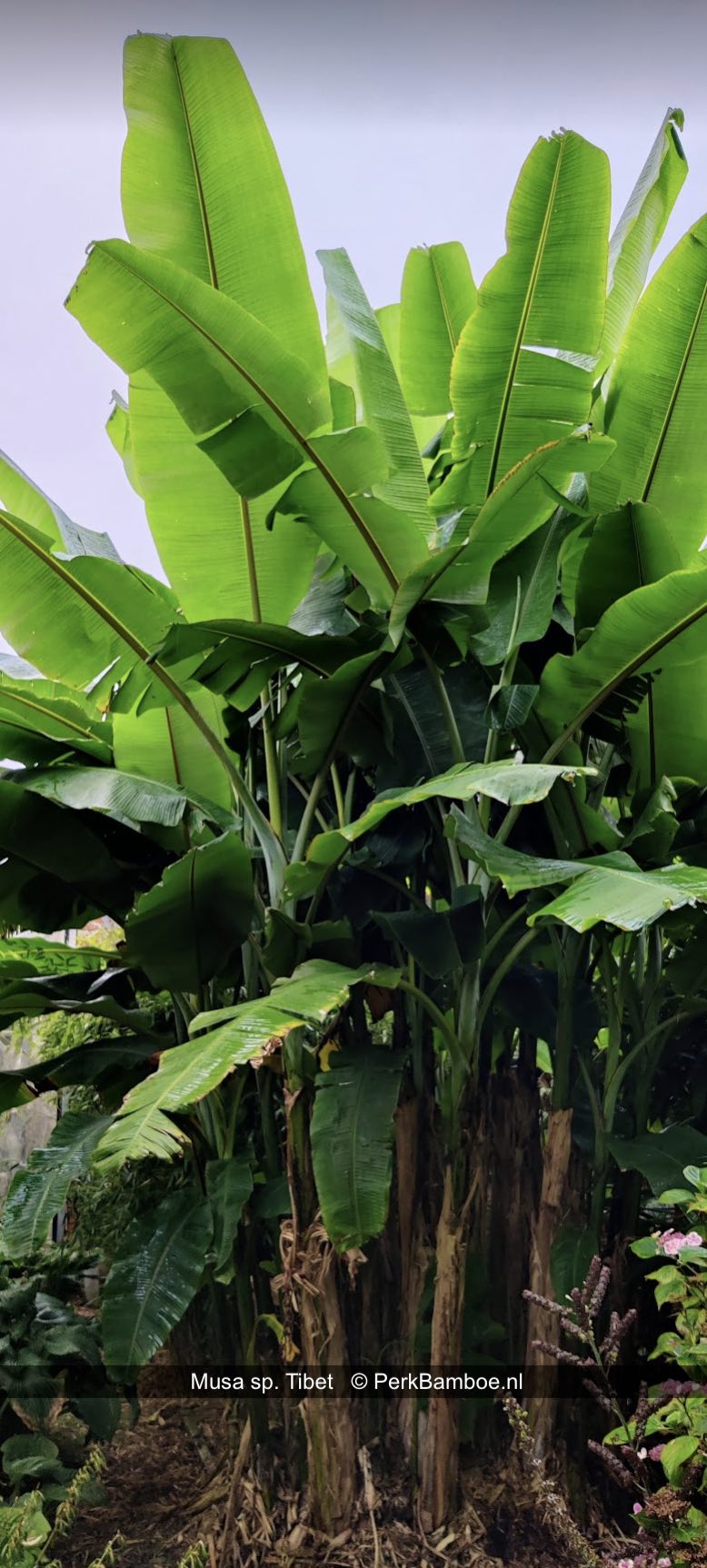 Musa sp Tibet 1 PerkBamboe.nl