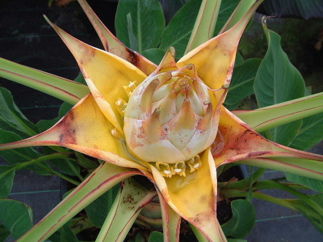 Musella flowering sequence 8