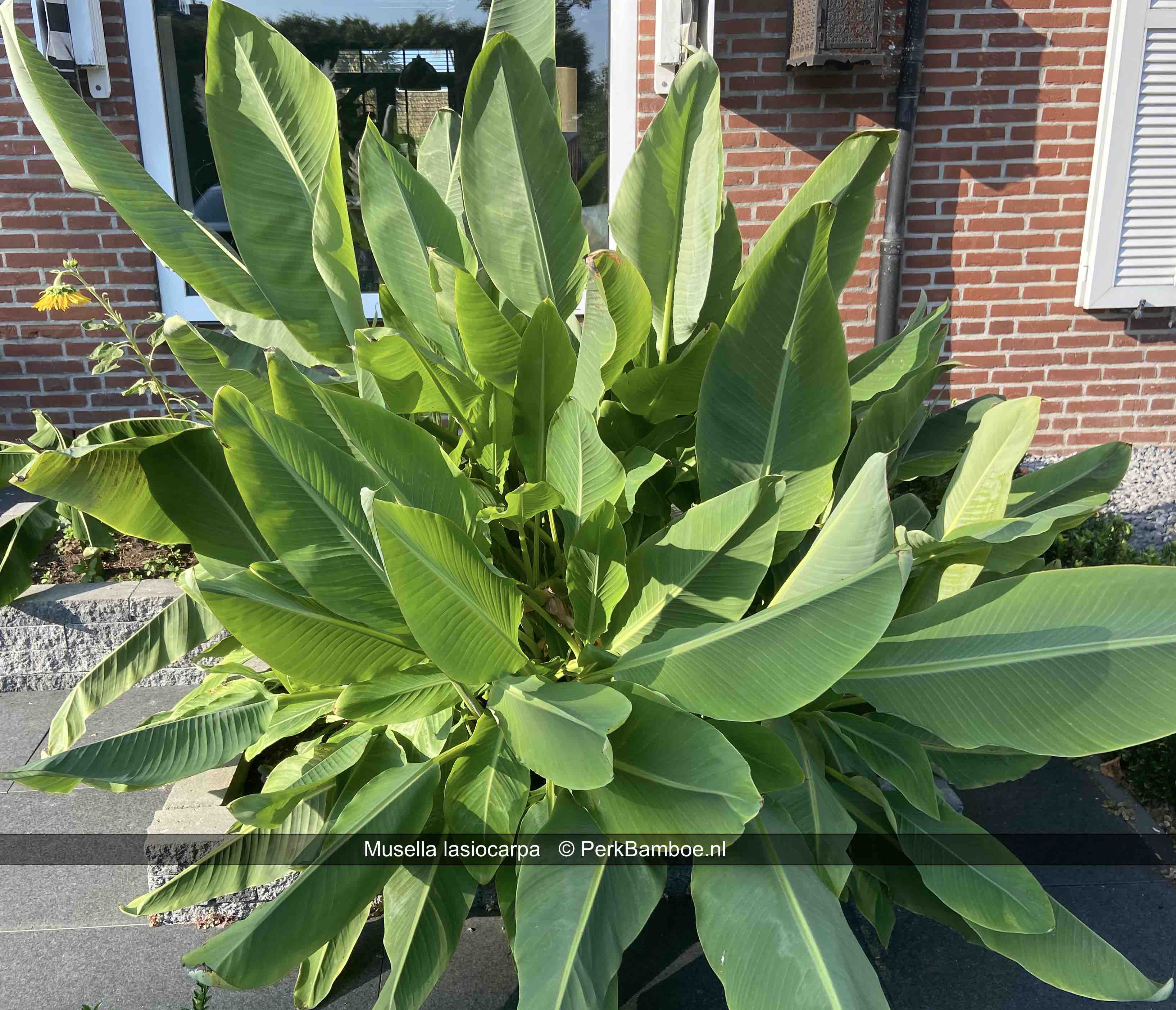 Musella lasiocarpa bij klant al 10 jaar in de voortuin PerkBamboe.nl