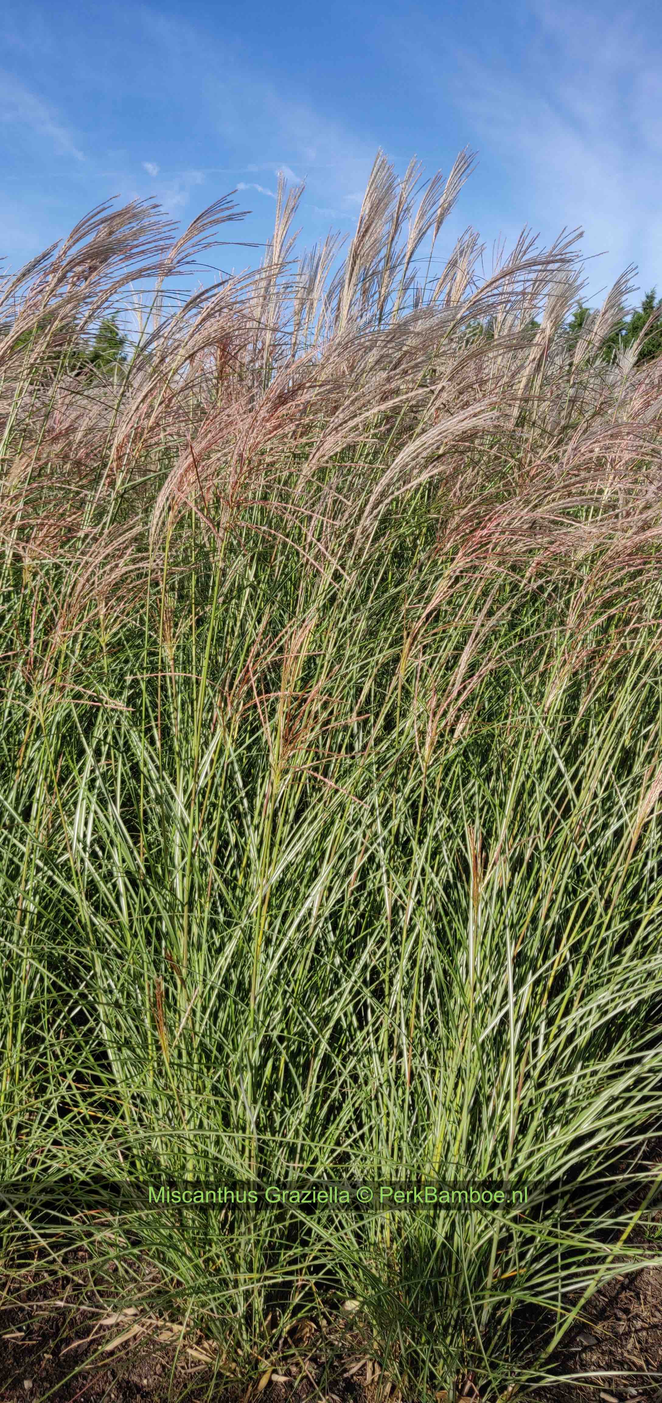 Miscanthus Graziella van dichterbij PerkGroen.nl