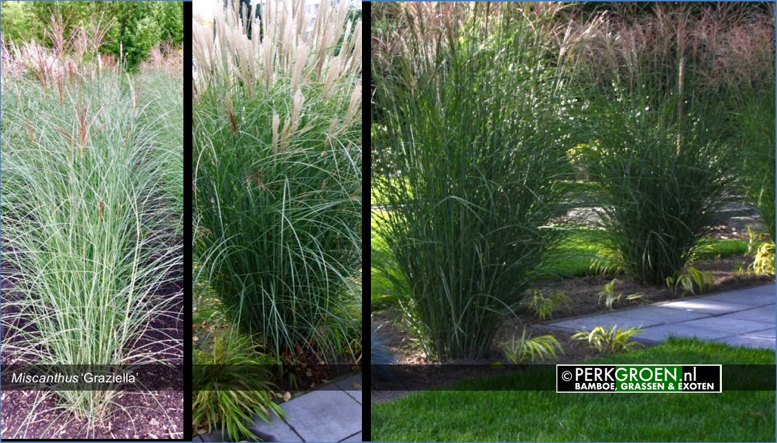 Miscanthus Graziella www.PerkGroen.nl