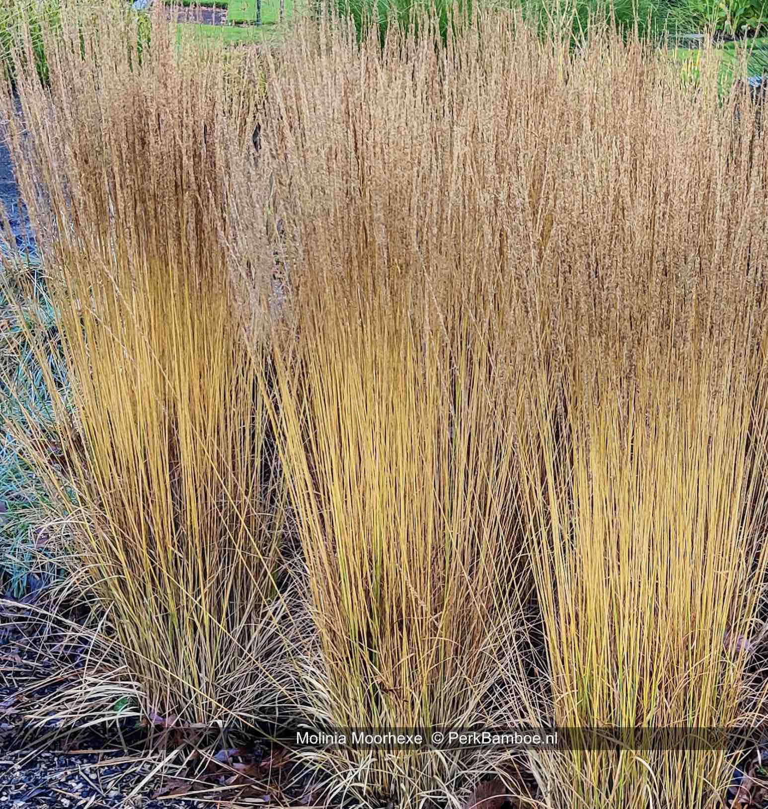 Molinia Moorhexe winterbeeld PerkBamboenl