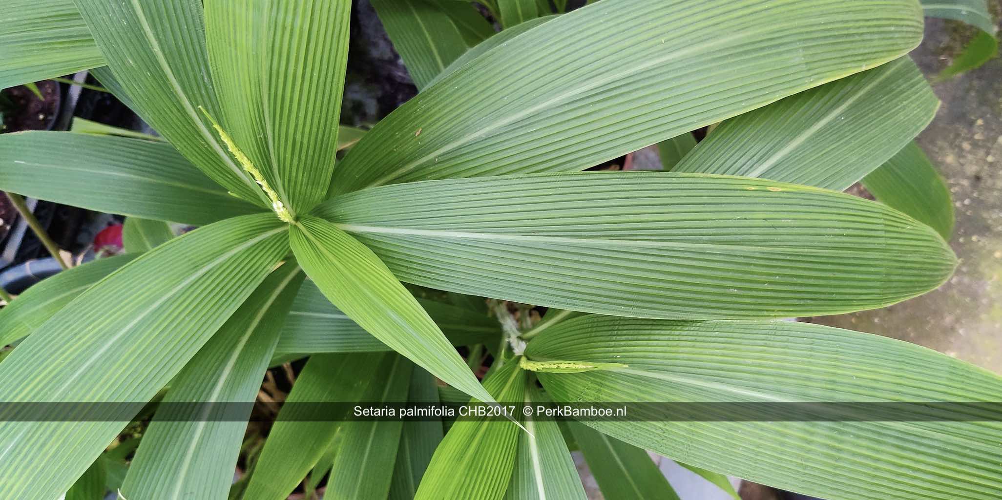 Setaria palmifolia CHB2017 1 PerkBamboenl