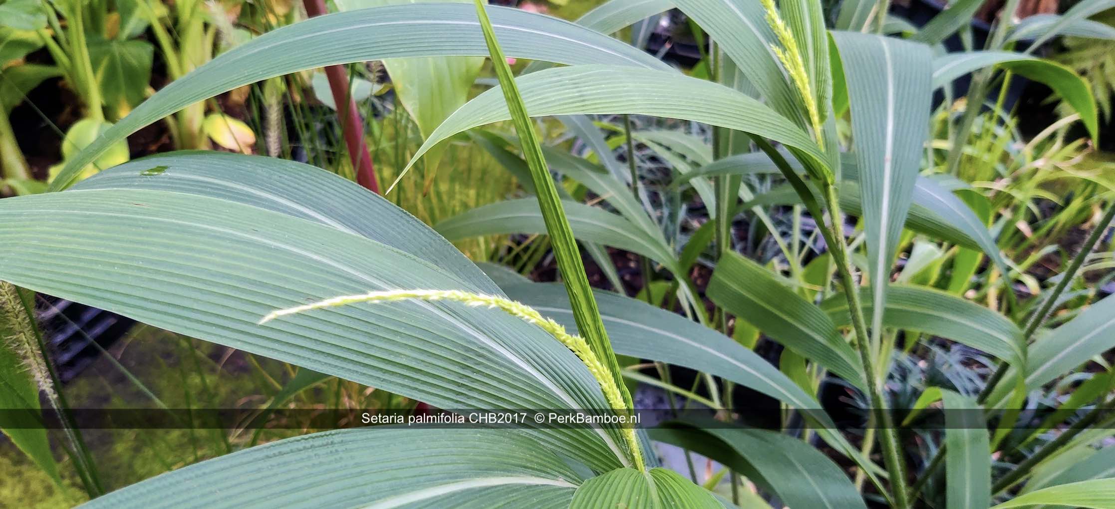 Setaria palmifolia CHB2017 2 PerkBamboenl