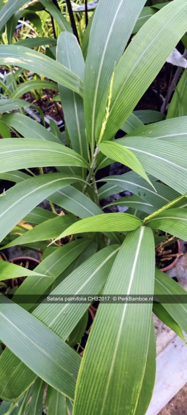 Setaria palmifolia CHB2017 3 PerkBamboenl