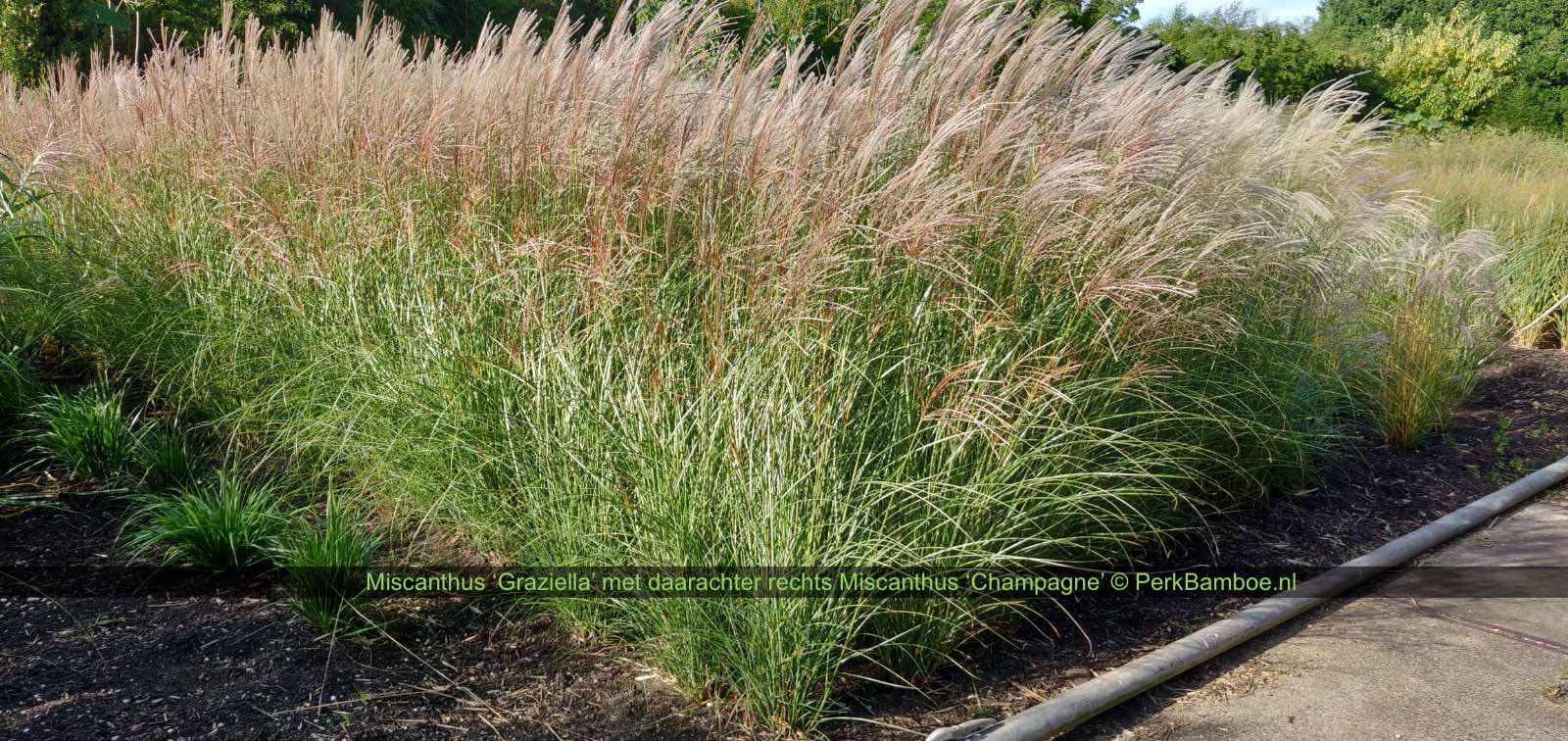Siergrassen kweekveld Miscanthus Graziella 1 PerkBamboe nl