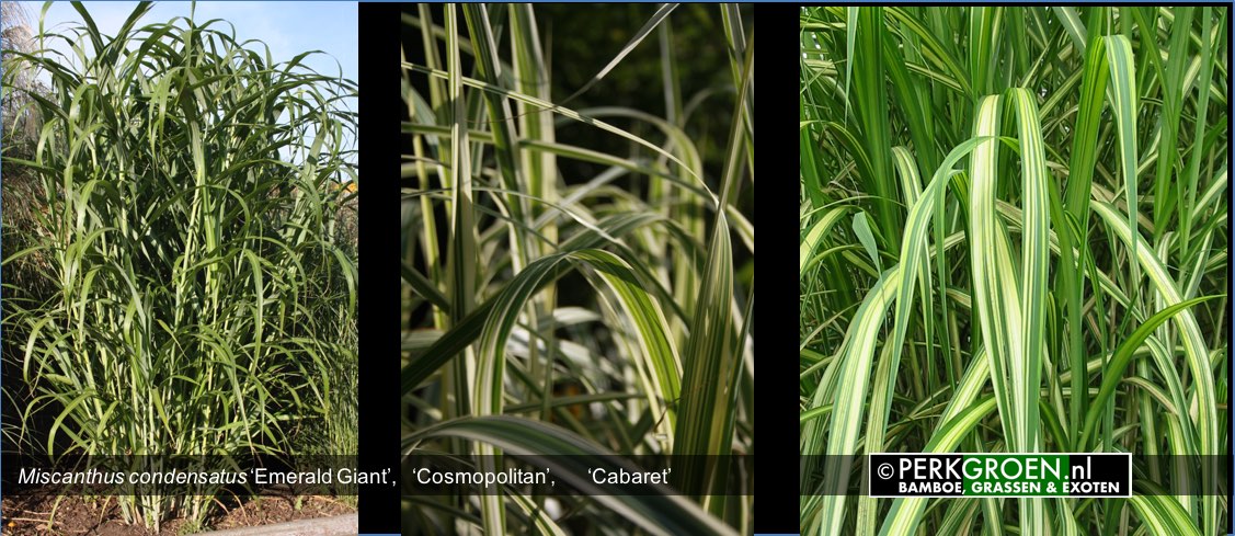 Miscanthus condensatus Emerald Giant Cosmopolitan Cabaret www.PerkGroen.nl