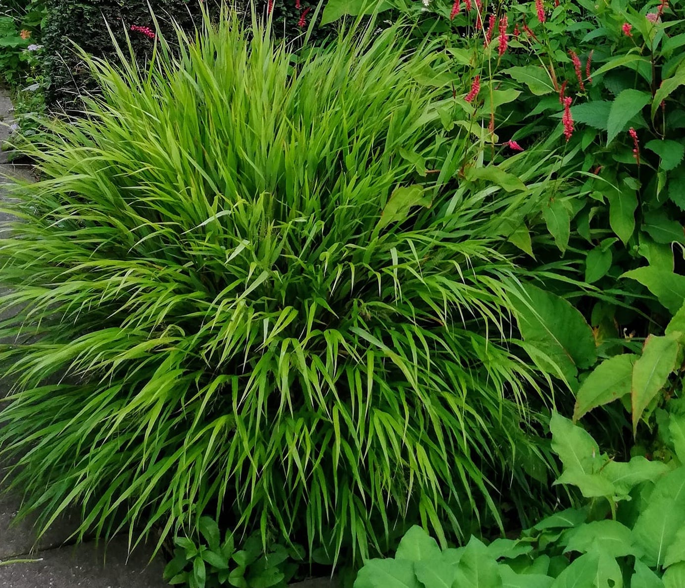 Hakonechloa macra 3