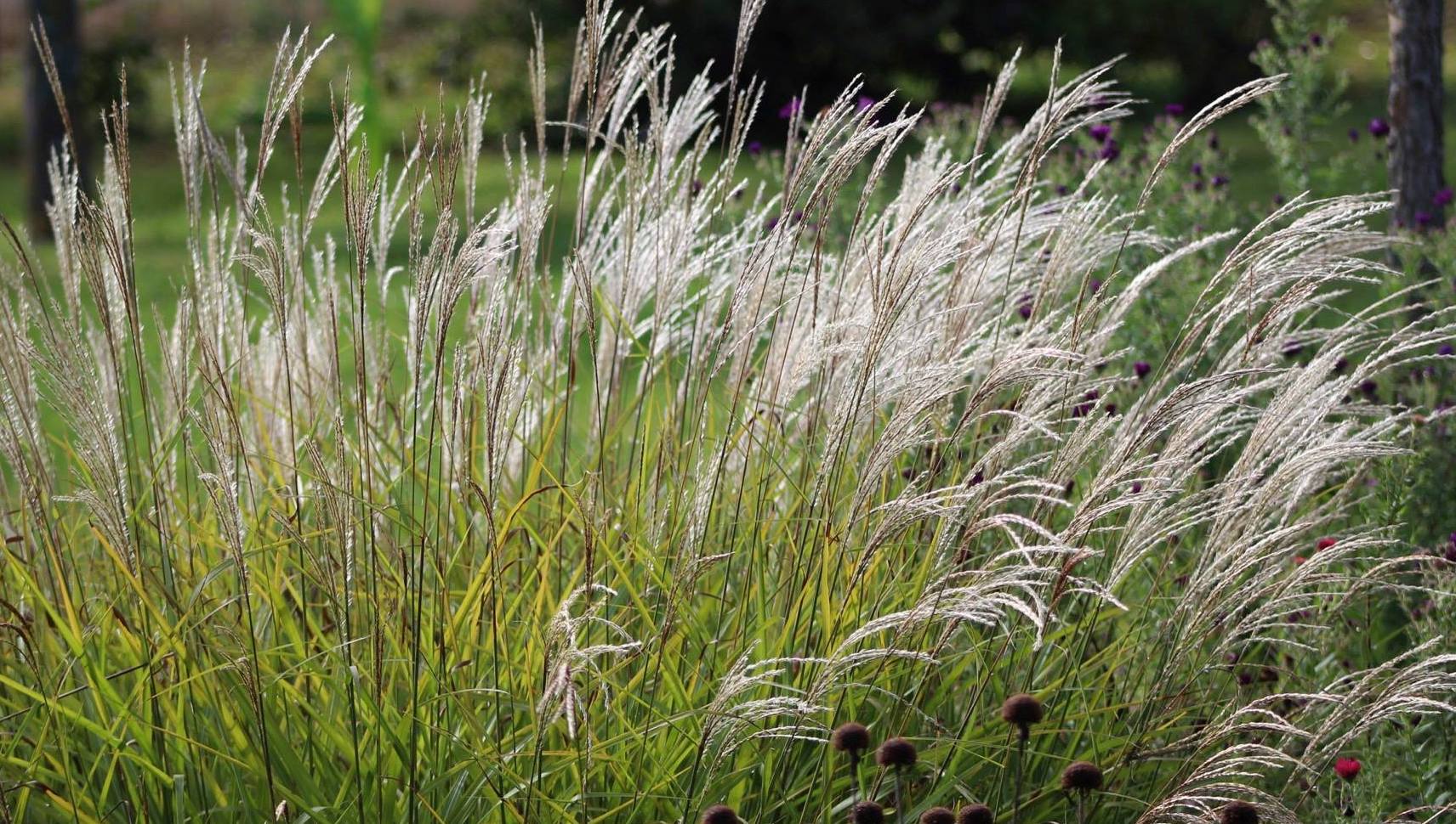 Miscanthus Vorlaufer 1 PerkBamboe nl