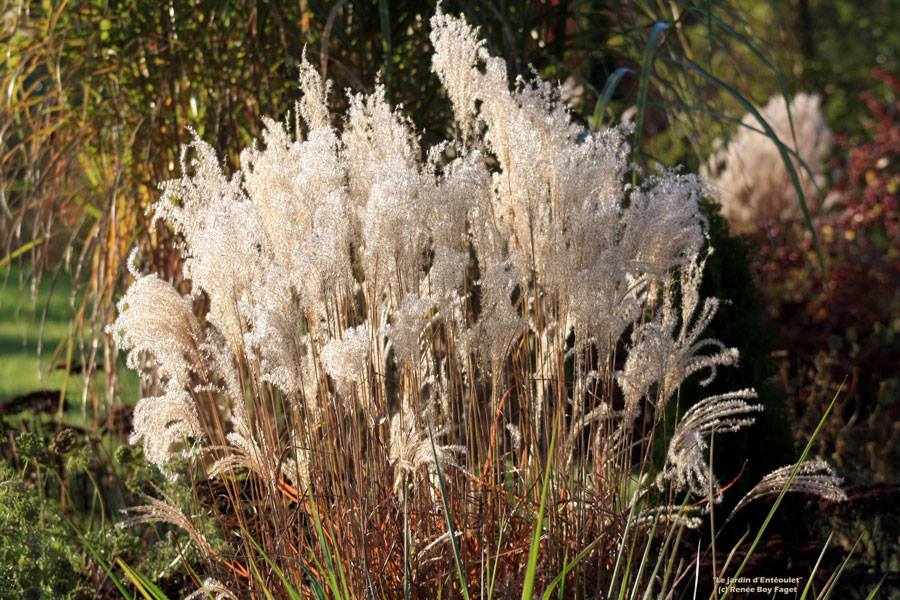 Miscanthus Vorlaufer 2 PerkBamboe nl