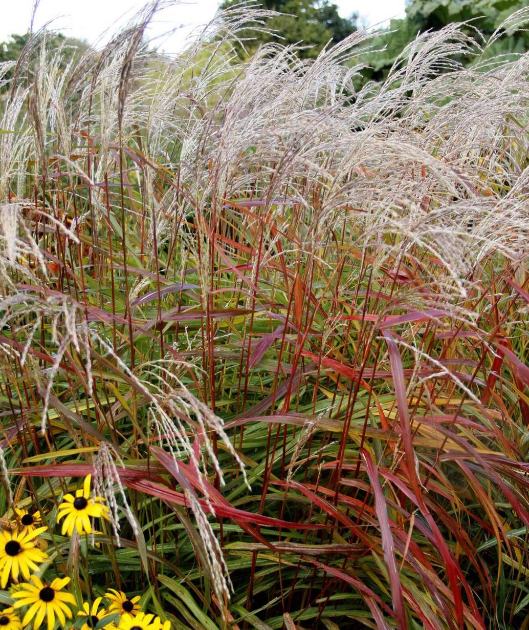 Miscanthus Vorlaufer 3 PerkBamboe nl