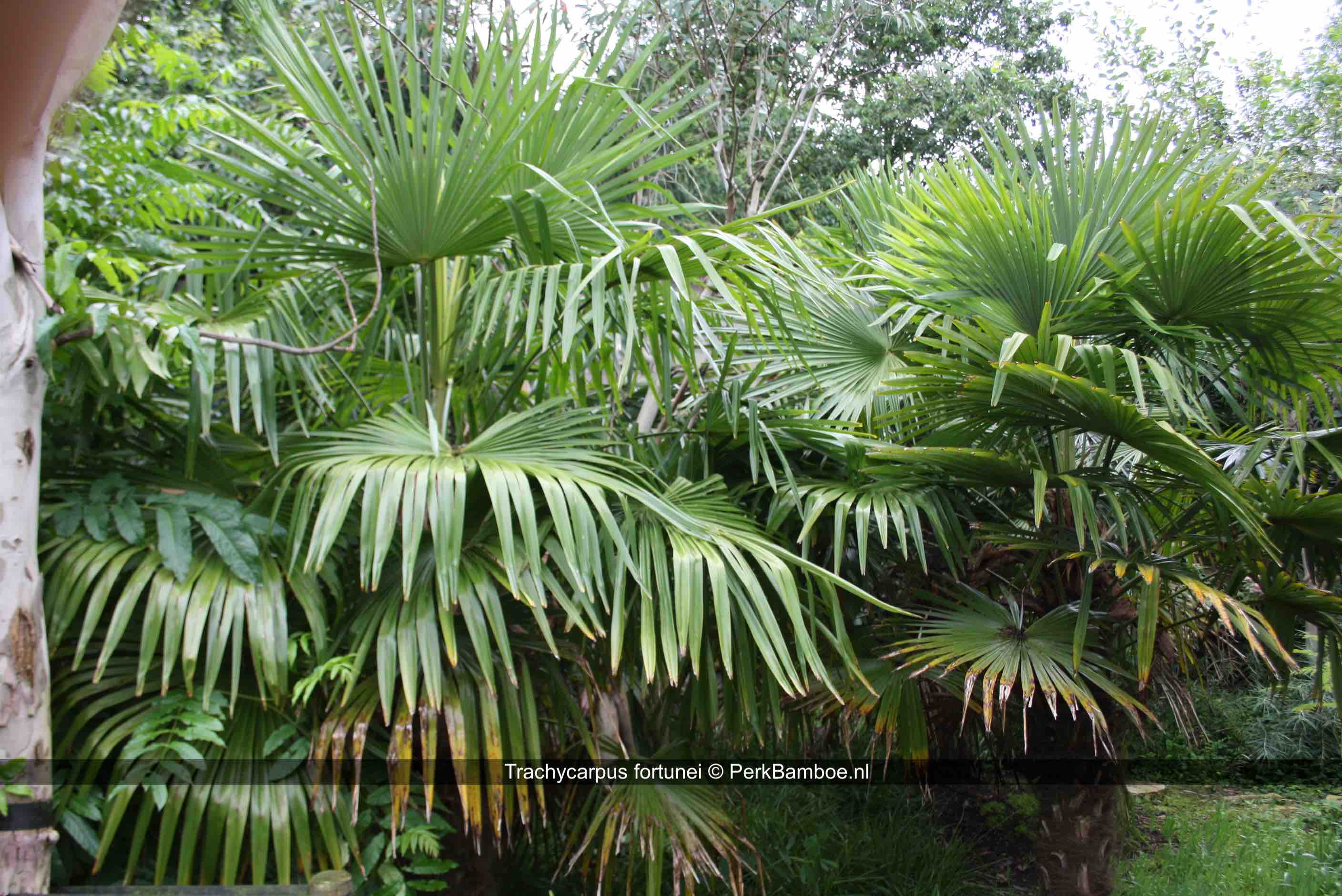 Trachycarpus fortunei in een groep PerkBamboe nl