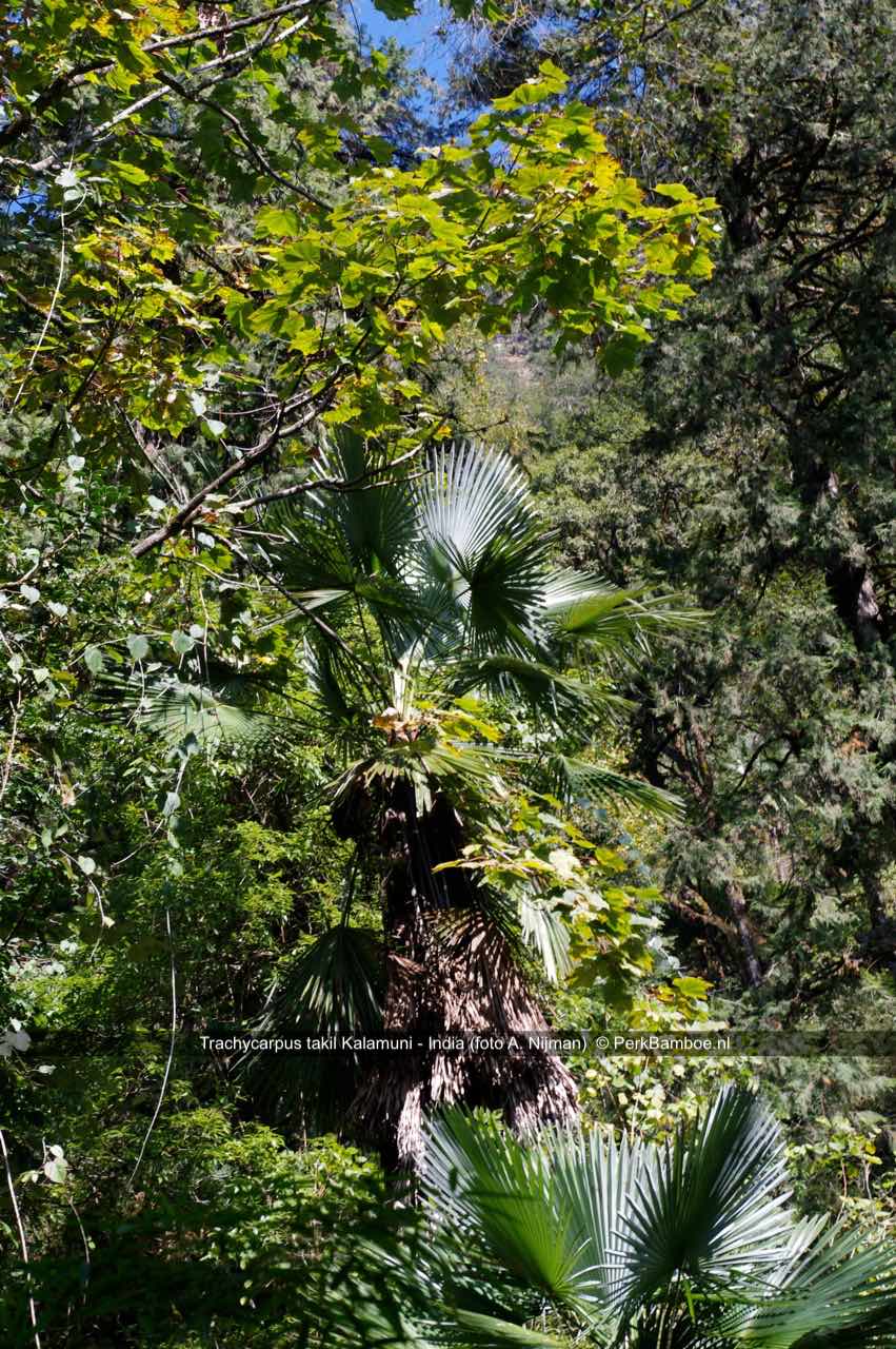 Trachycarpus takil 1 Kalamuni Alexander Nijman