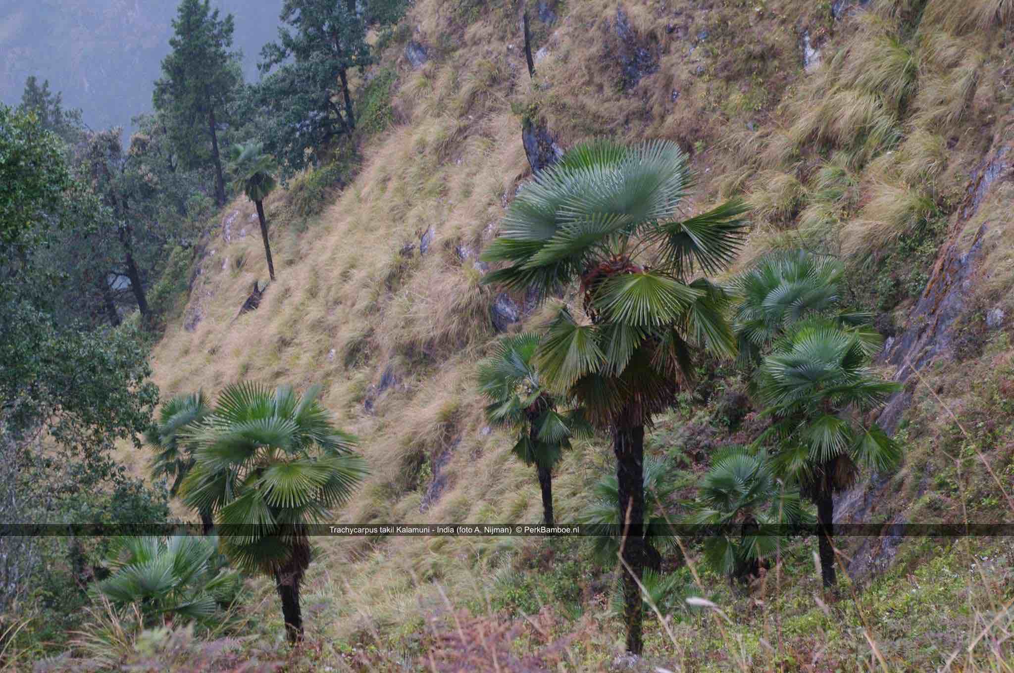 Trachycarpus takil 2 Kalamuni Alexander Nijman