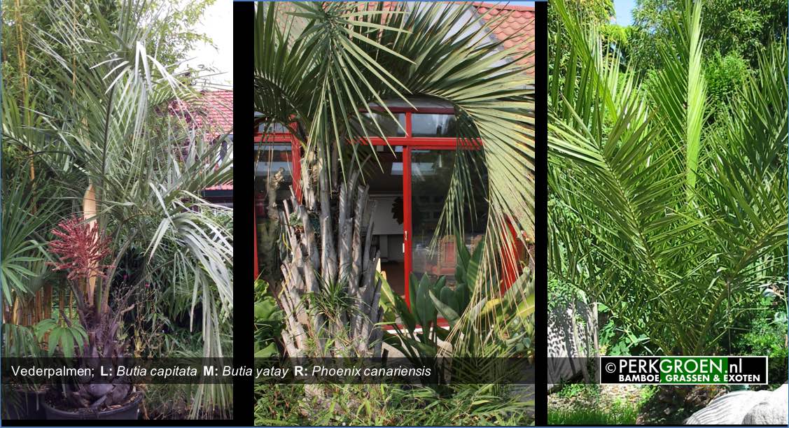 Vederpalmen L Butia capitata M Butia yatay R Phoenix canariensis www.PerkGroen.nl