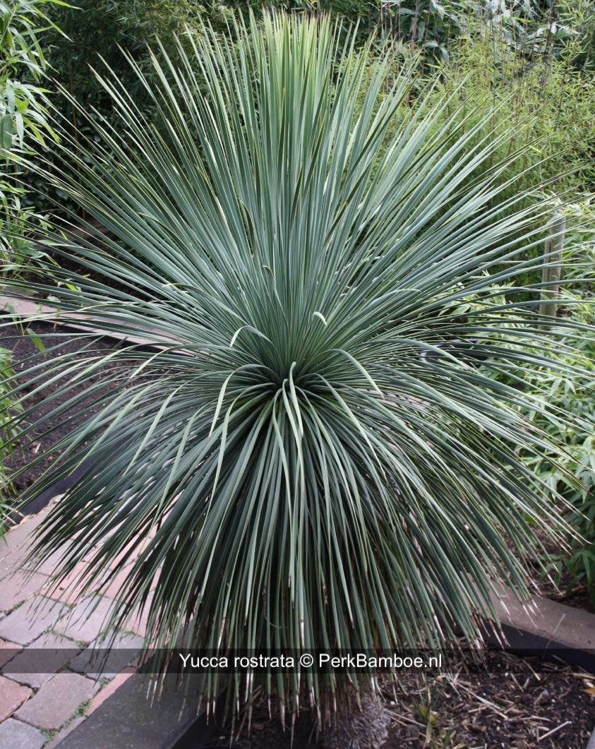 Yucca rostrata okt2012 al 7 jr volle grond PerkBamboe nl