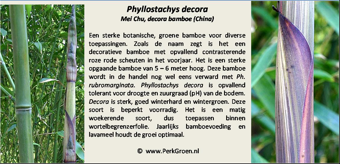 Phyllostachys decora
