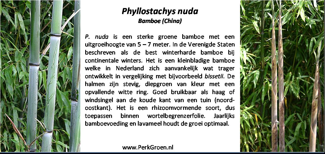 Phyllostachys nuda