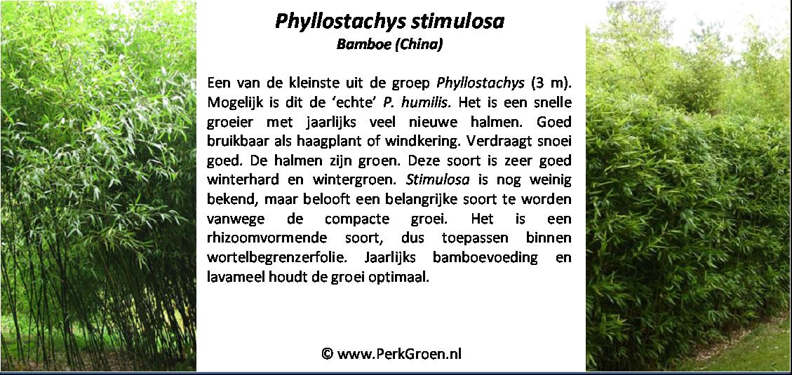 Phyllostachys stimulosa