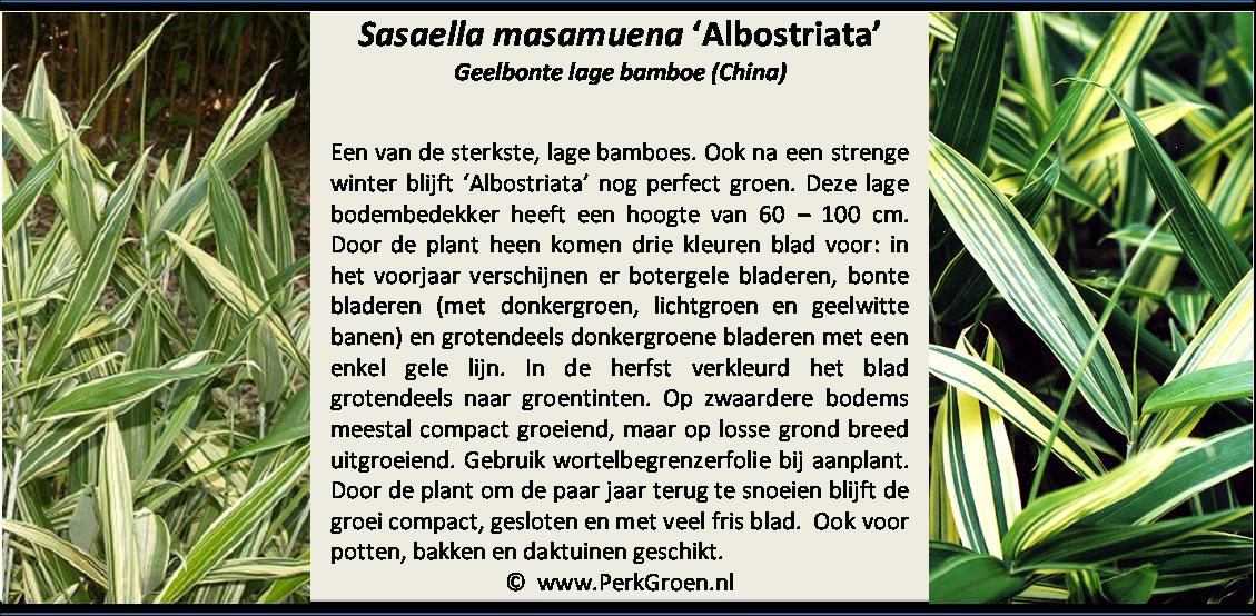 Sasaella masamuena Albostriata