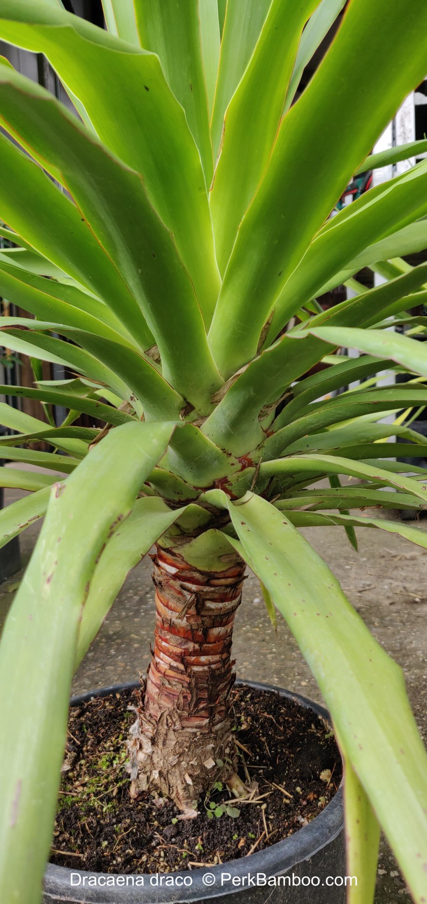Dracaena draco drakenbloedboom 2 copyrights PerkBamboo com