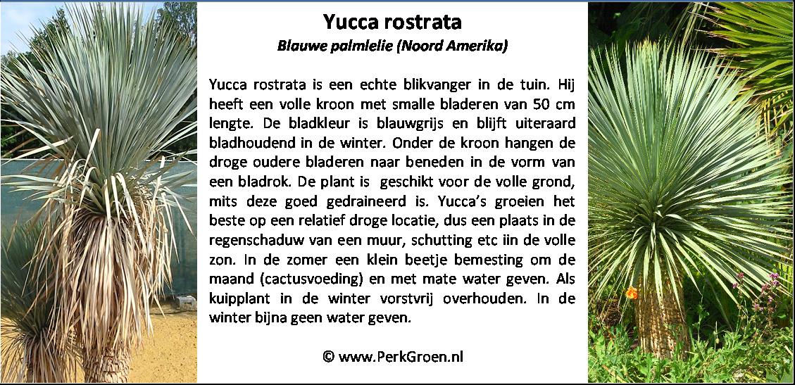 Yucca rostrata