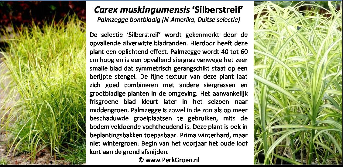 Carex muskingumensis Silberstreif