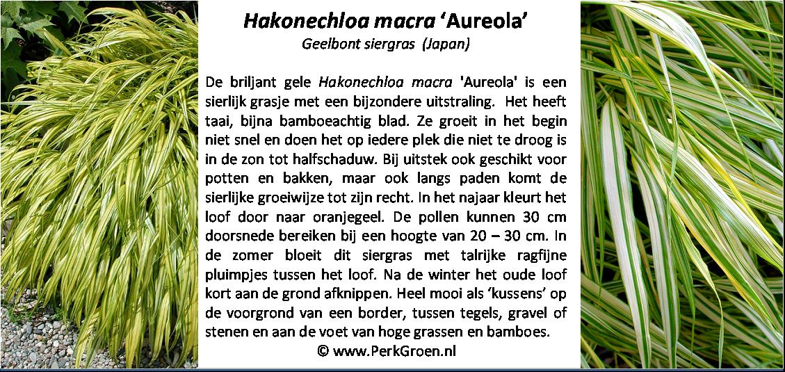 Hackenochloa macra Aureola