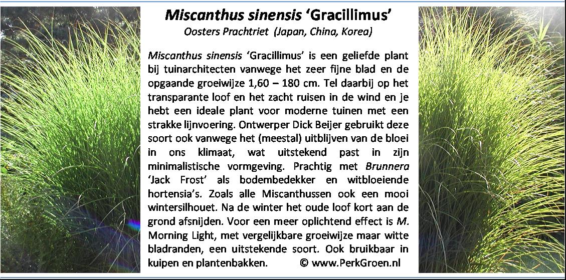 Miscanthus sinensis Gracillimus