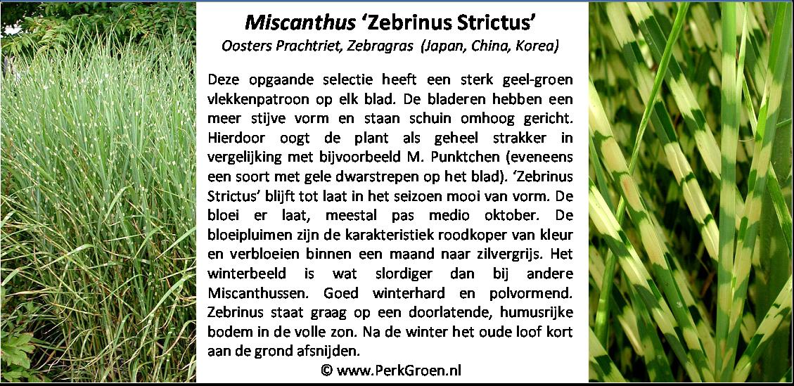 Miscanthus sinensis Zebrinus Strictus