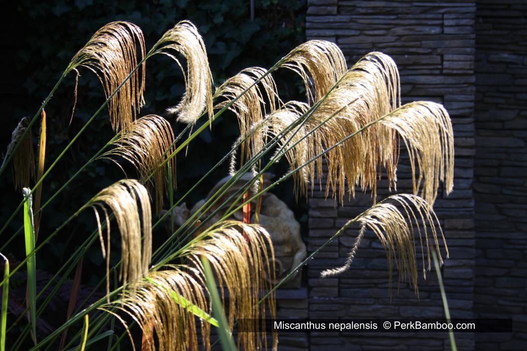 miscanthus nepalensis 2 PerkBamboo com