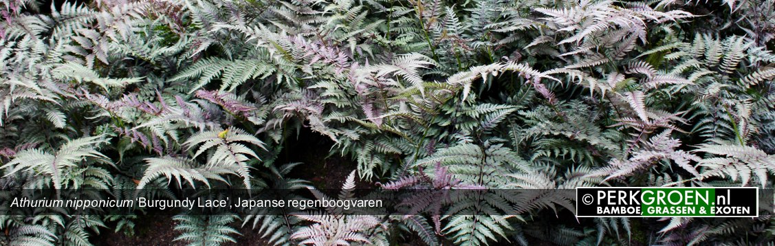 Athurium nipponicum Burgundy Lace Japanse regenboogvaren