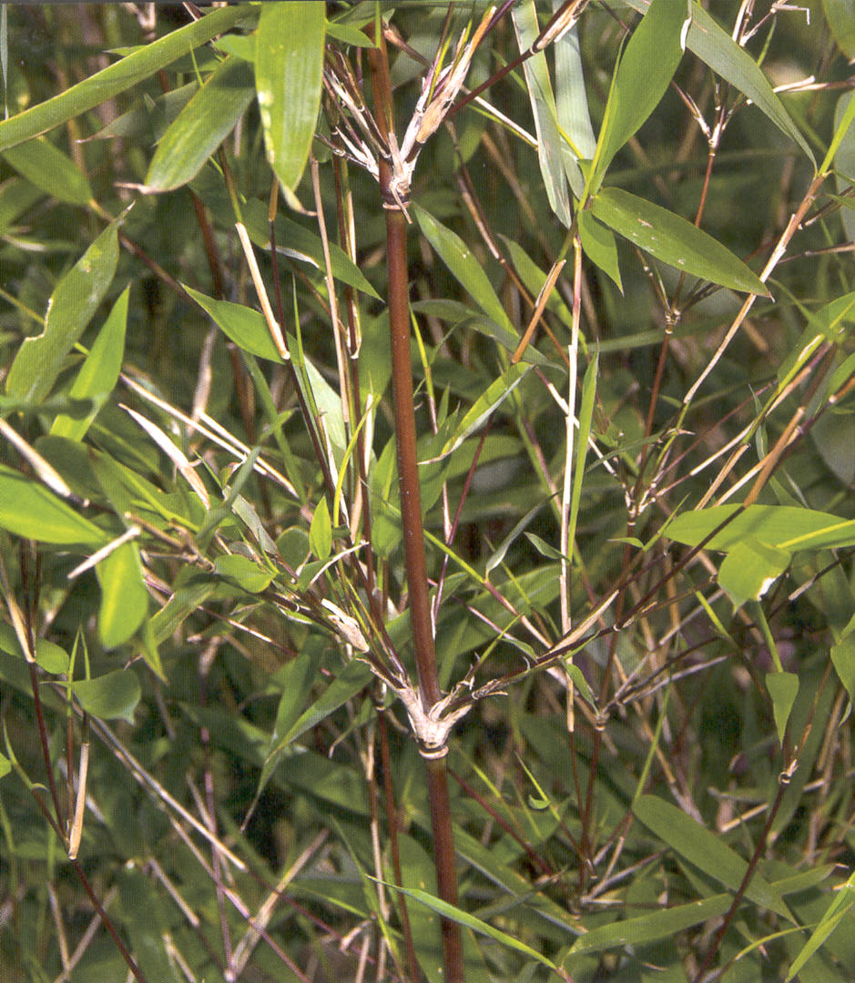 Fargesia murielae x nitida Winterjoy detail halm