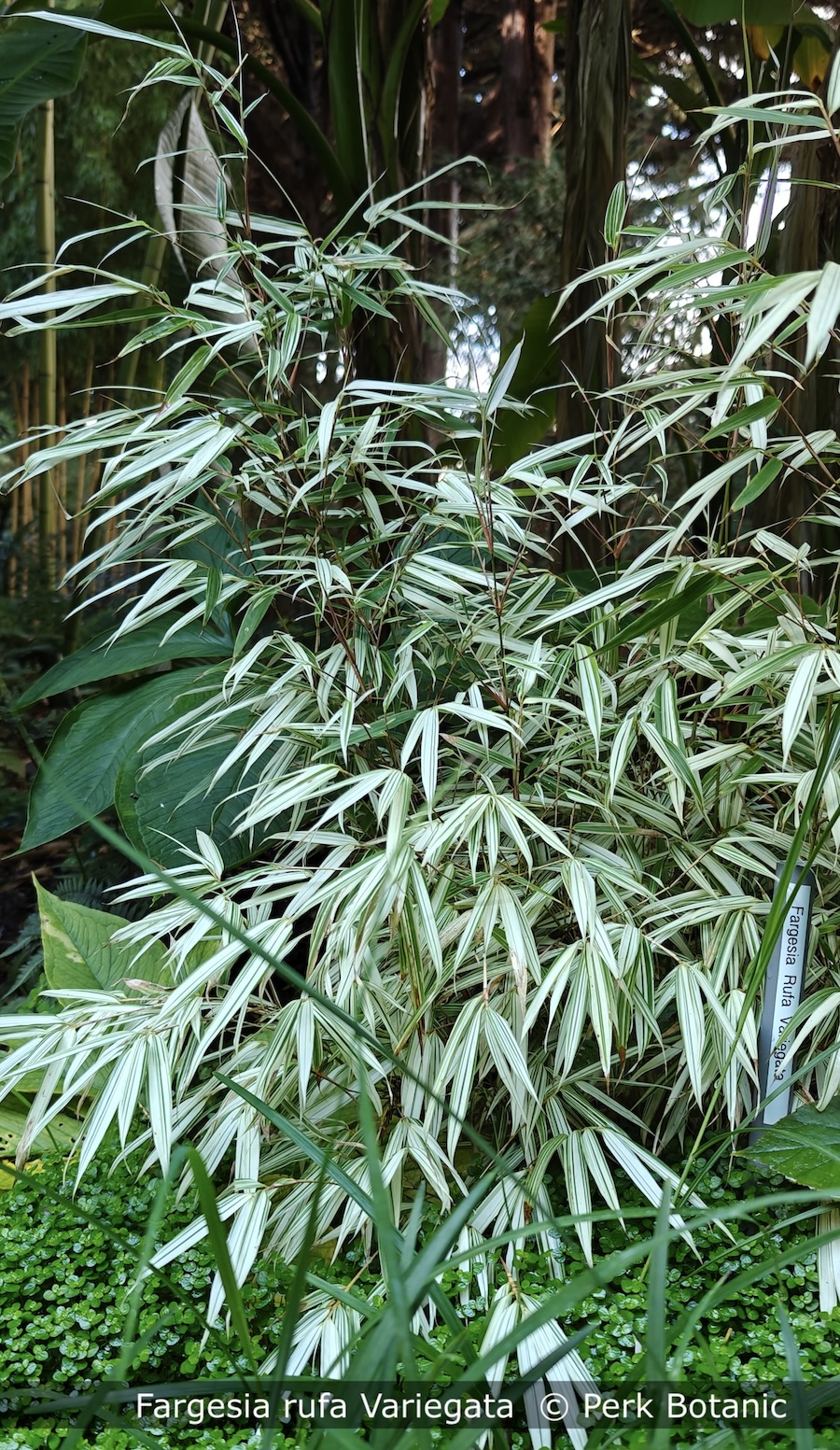 Fargesia rufa Variegata Copyright Perk Botanic