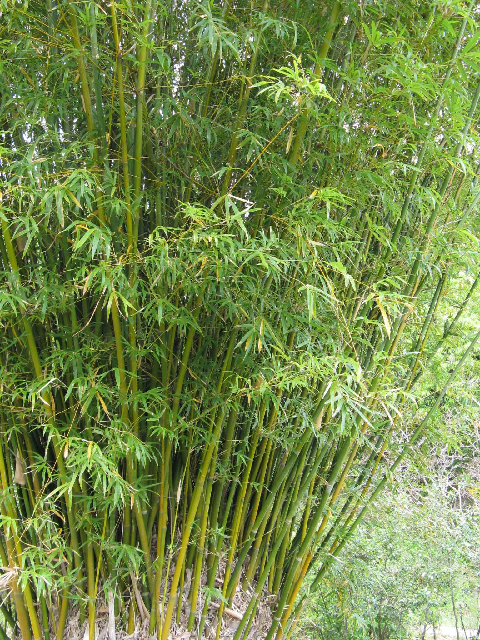 Phyllostachys aurea 1