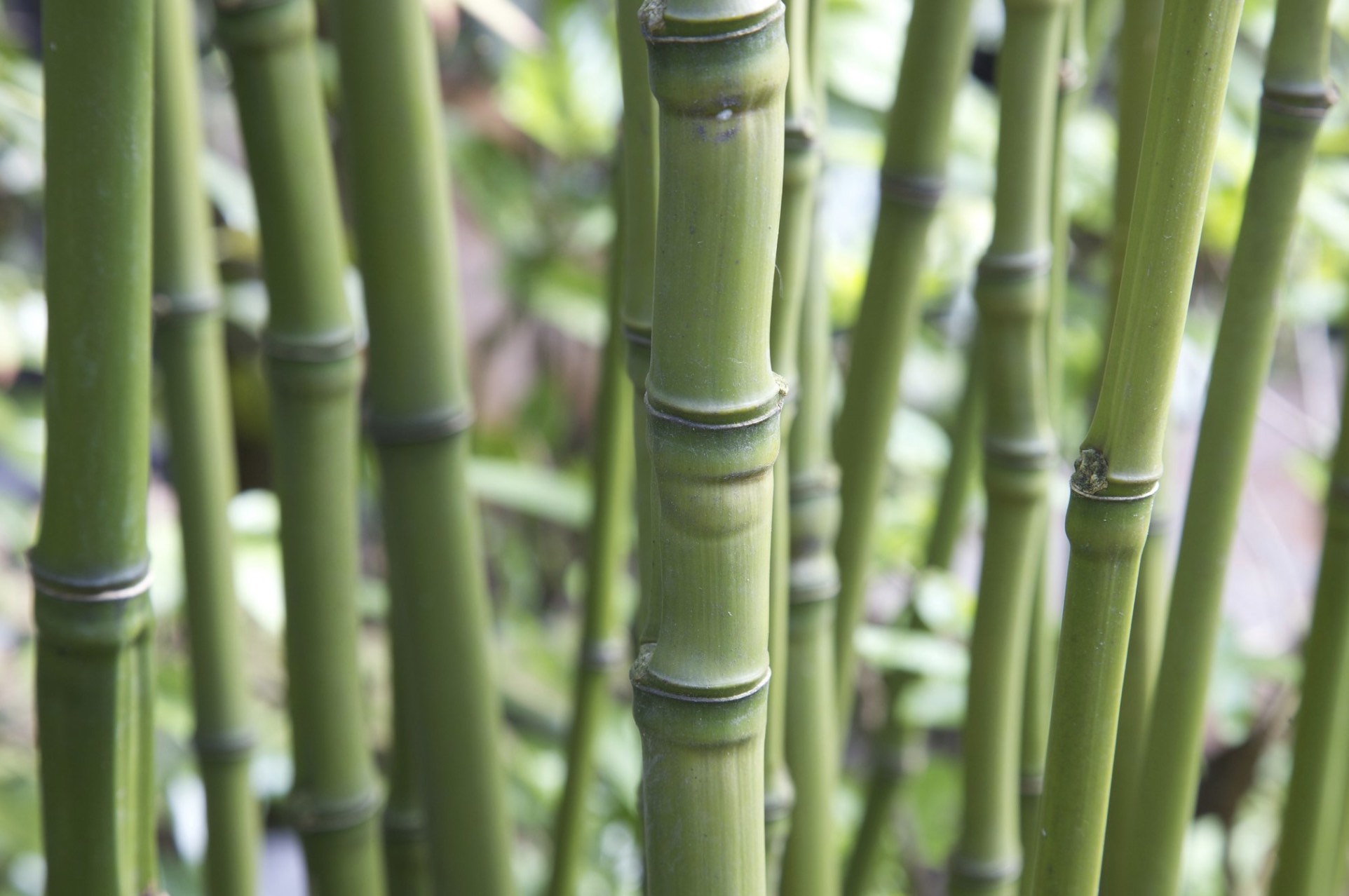 Phyllostachys aurea 2