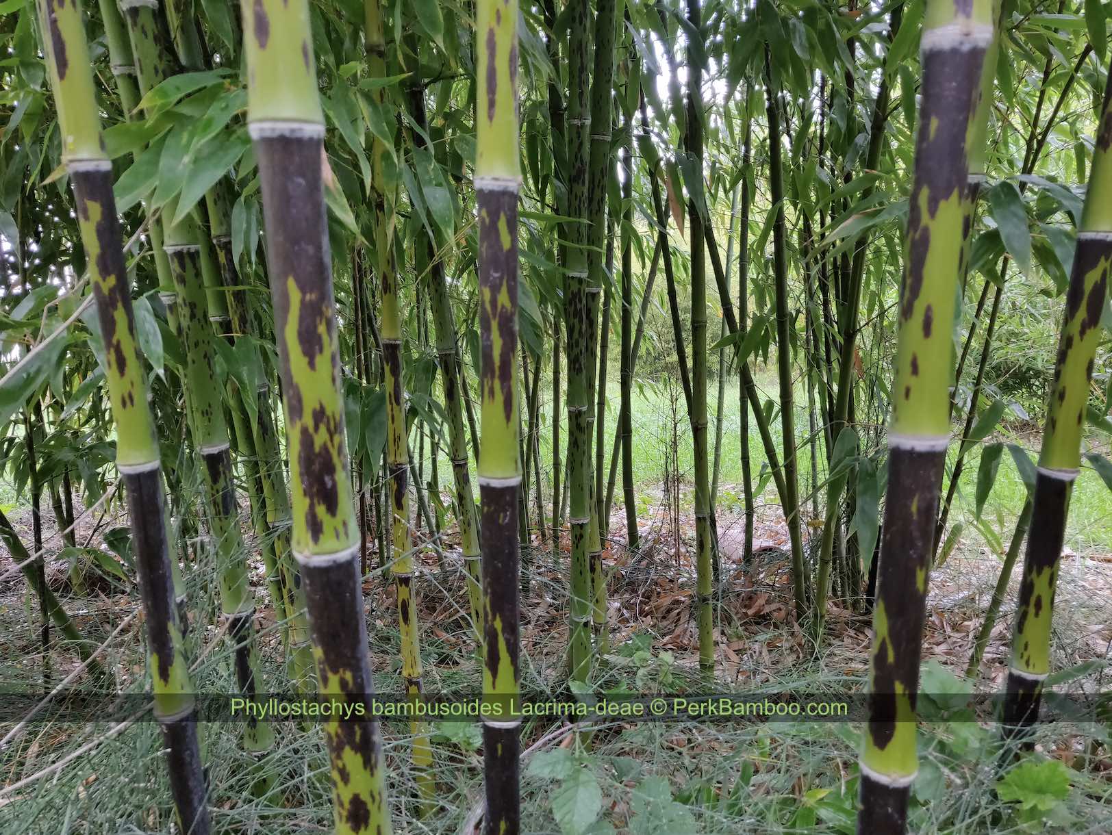 Phyllostachys bambusoides Lacrima deae 2 PerkBamboe.nl