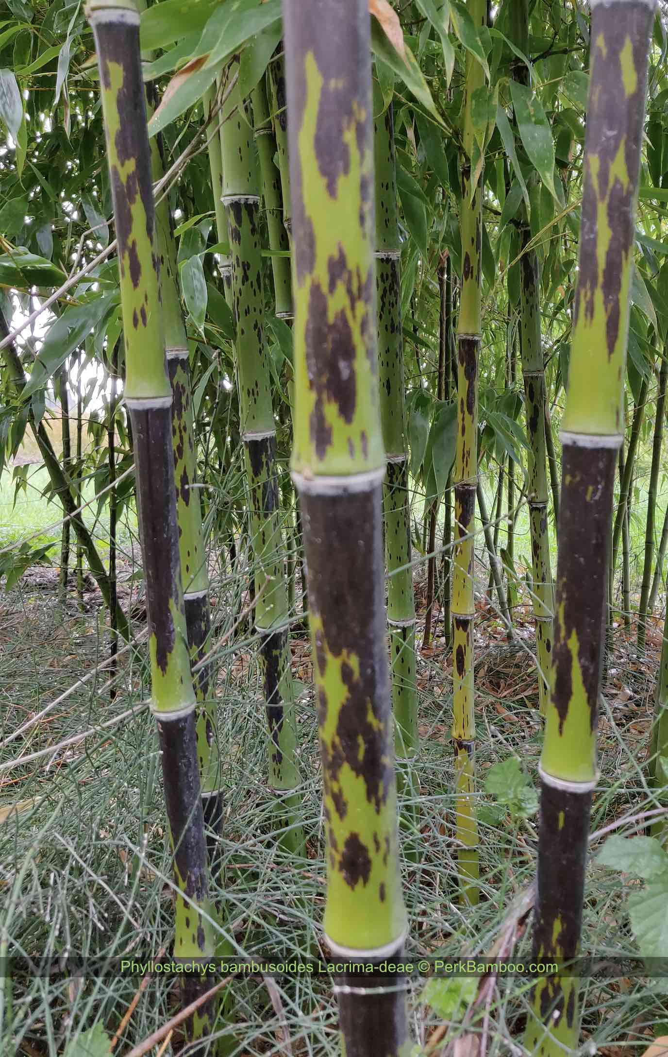 Phyllostachys bambusoides Lacrima deae 3 PerkBamboe.nl