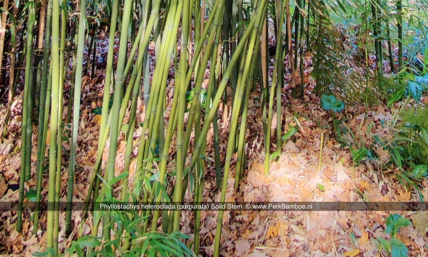 Phyllostachys heteroclada purpurata Solid Stem 3 PerkBamboe nl