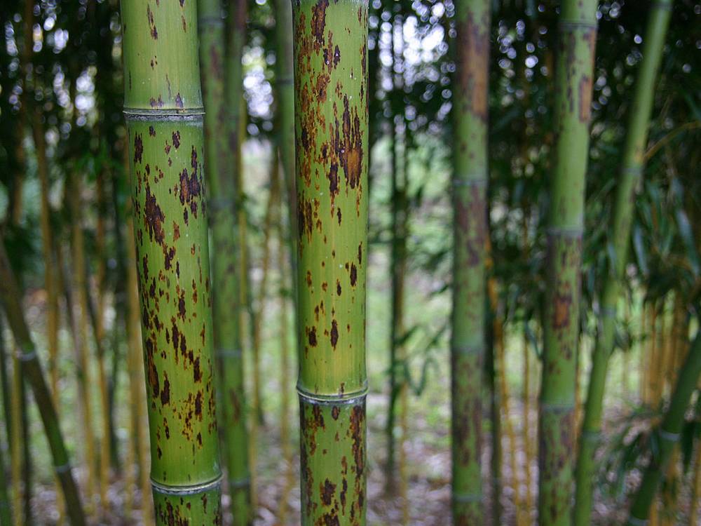 Phyllostachys nigra Boryana detail halmen