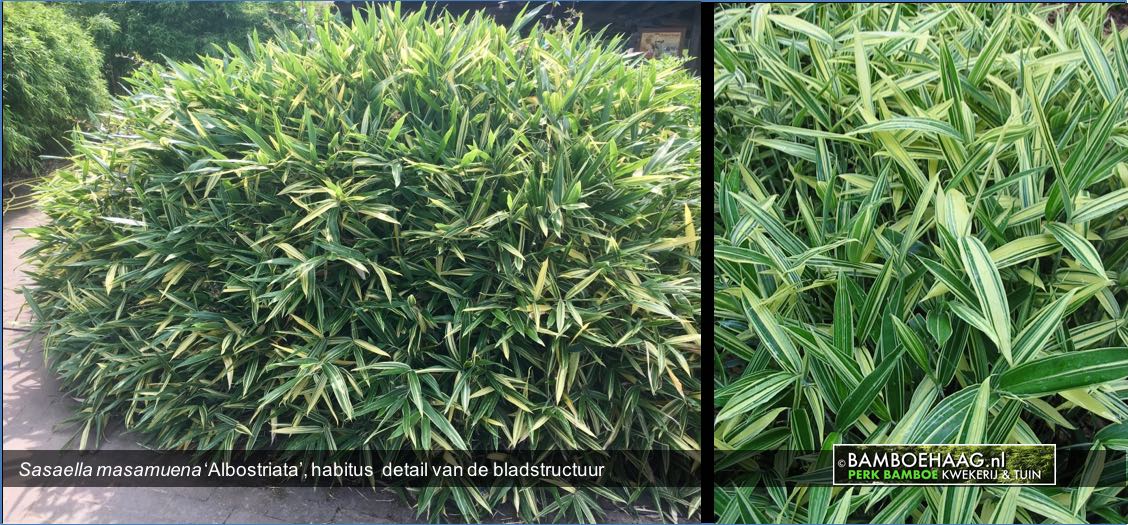 Sasaella masamuena Albostriata habitus  detail van de bladstructuur www.bamboehaag.nl