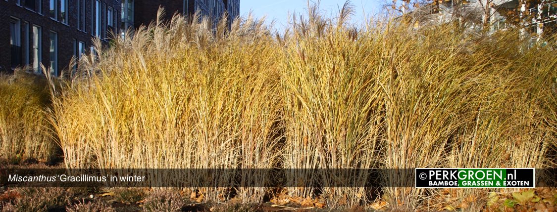 Miscanthus Gracillimus in winter www.PerkGroen.nl