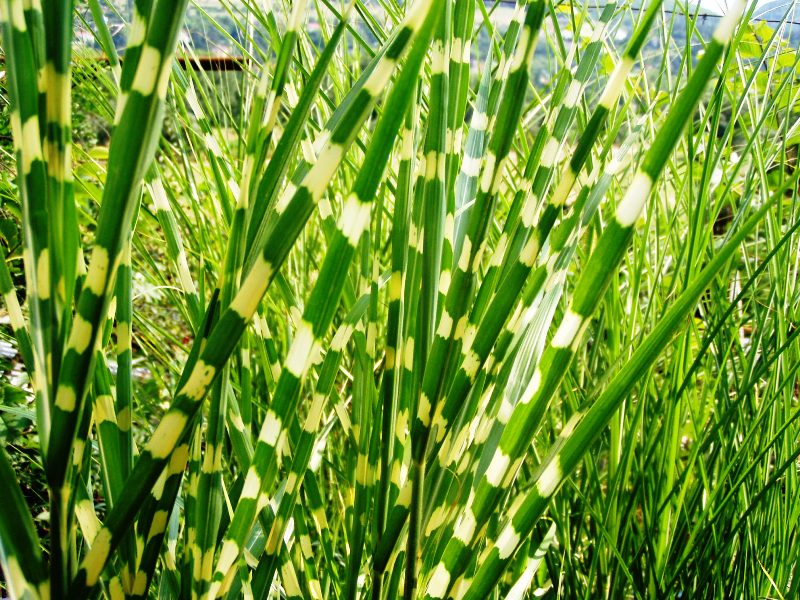 Miscanthus Zebrinus2