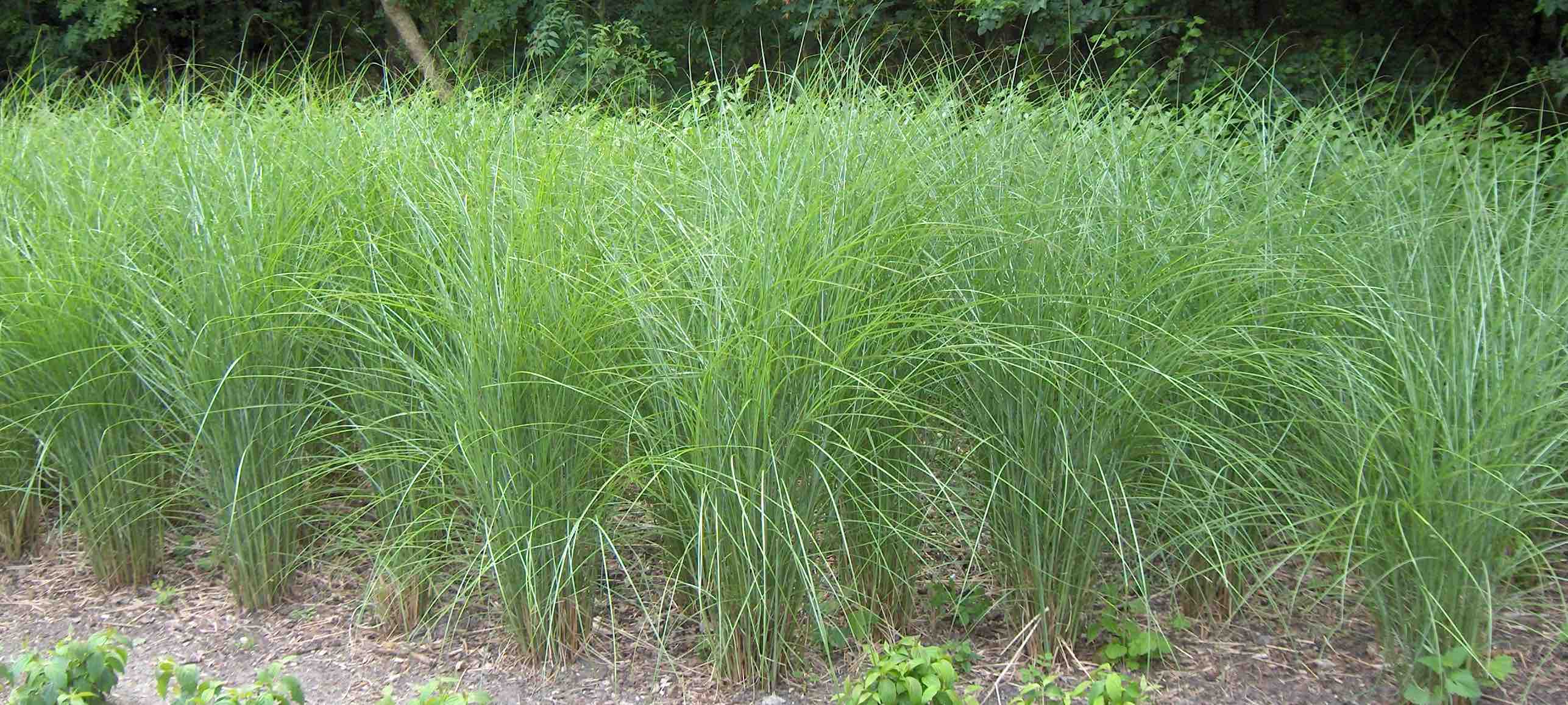 Miscanthus sinensis gracillimus001 kopie