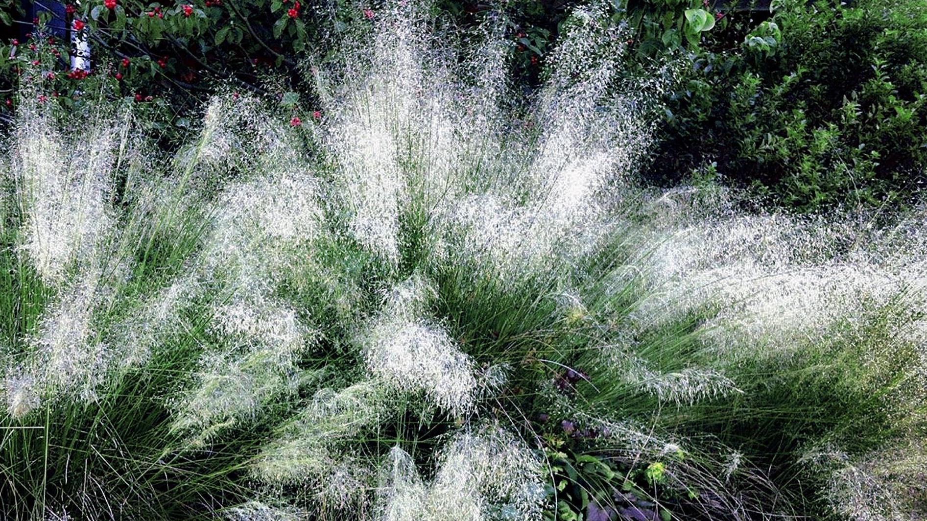 Muhlenbergia capillaris 1