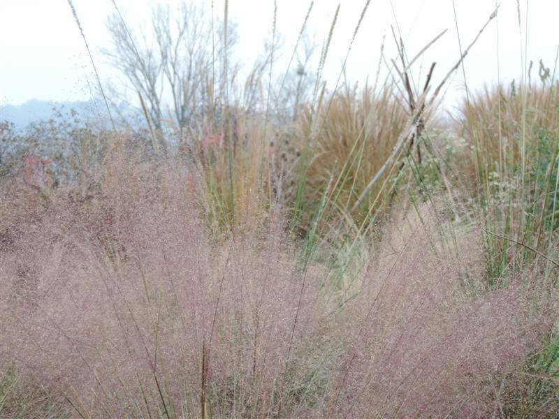 Muhlenbergia capillaris 2